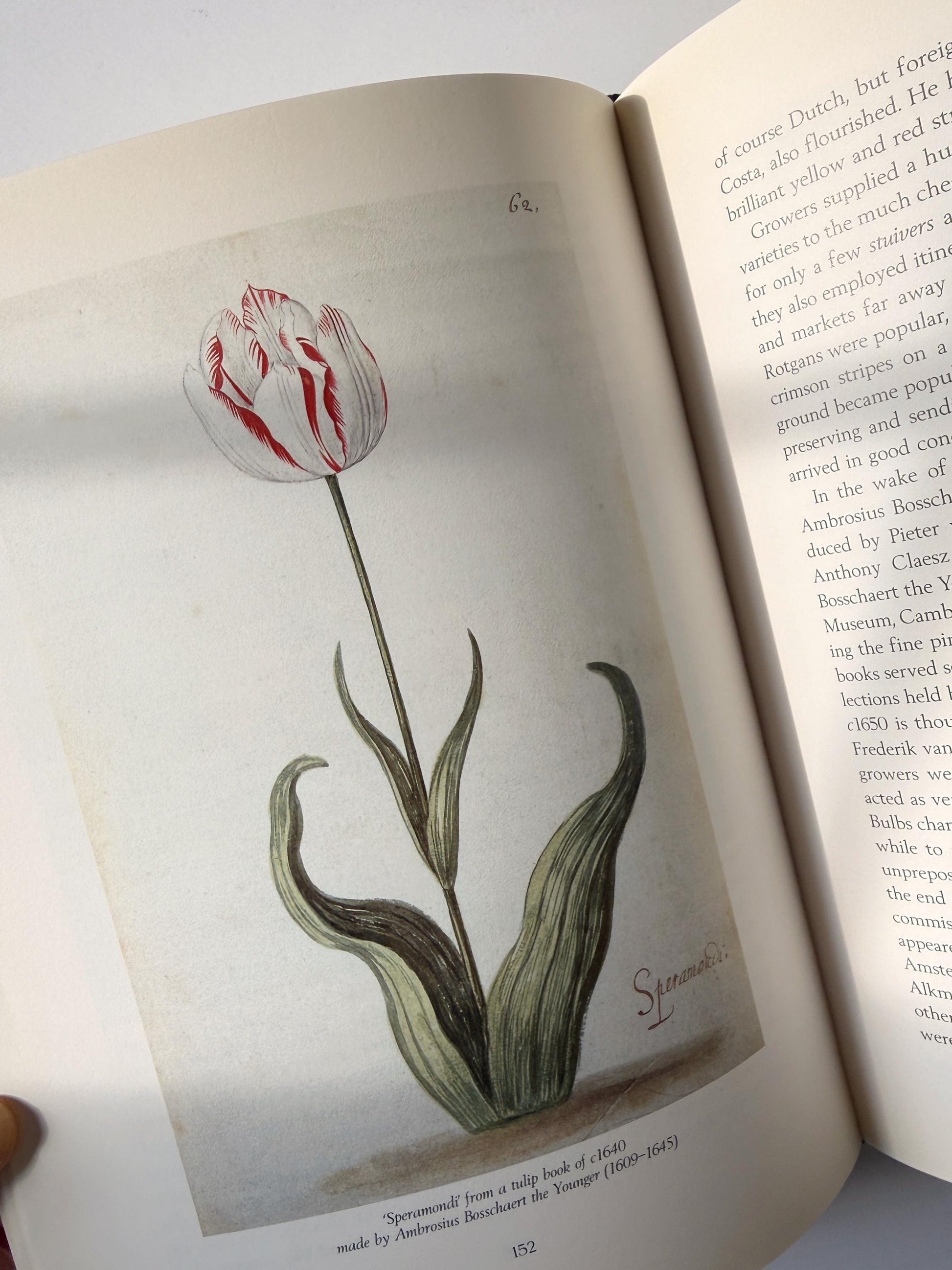 1999 Vintage The Tulip by Anna Pavord | Illustrated Botanical Coffee Table Book | Dutch Tulip Mania | Garden History Book