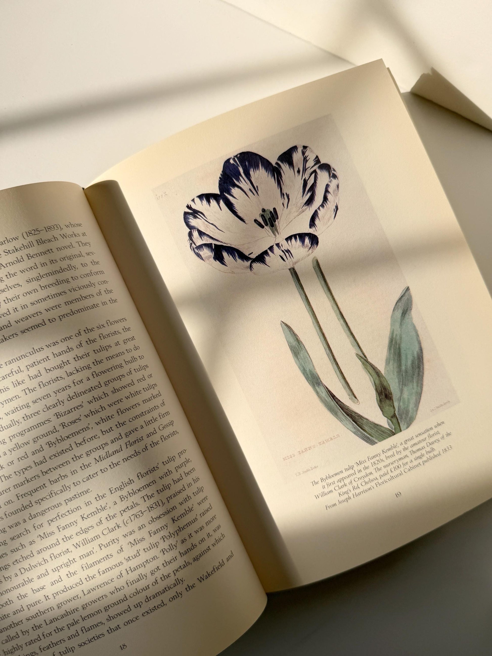 1999 Vintage The Tulip by Anna Pavord | Illustrated Botanical Coffee Table Book | Dutch Tulip Mania | Garden History Book