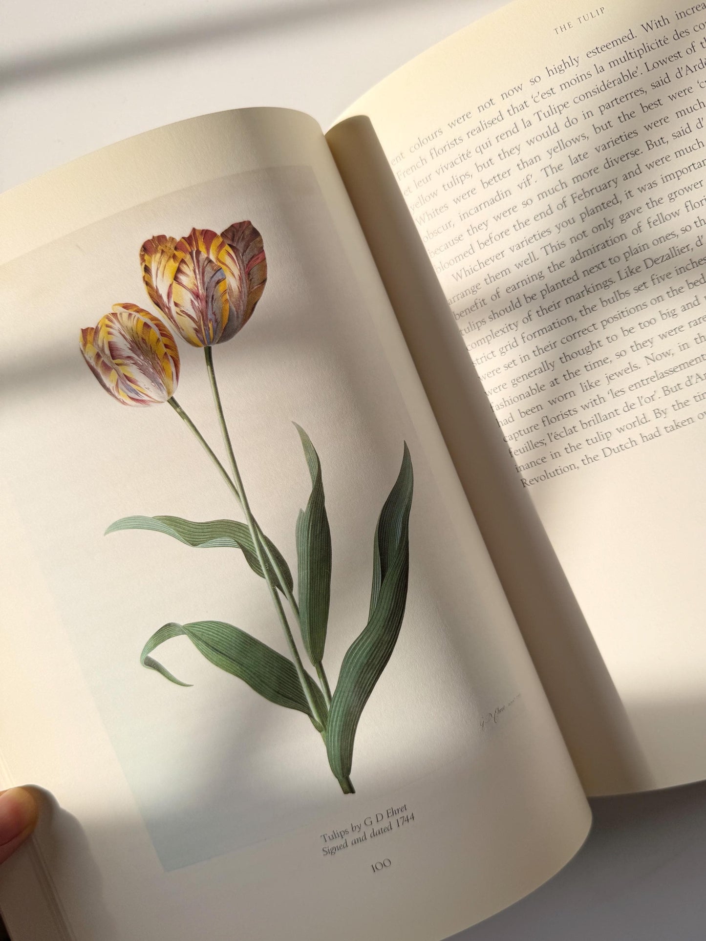 1999 Vintage The Tulip by Anna Pavord | Illustrated Botanical Coffee Table Book | Dutch Tulip Mania | Garden History Book
