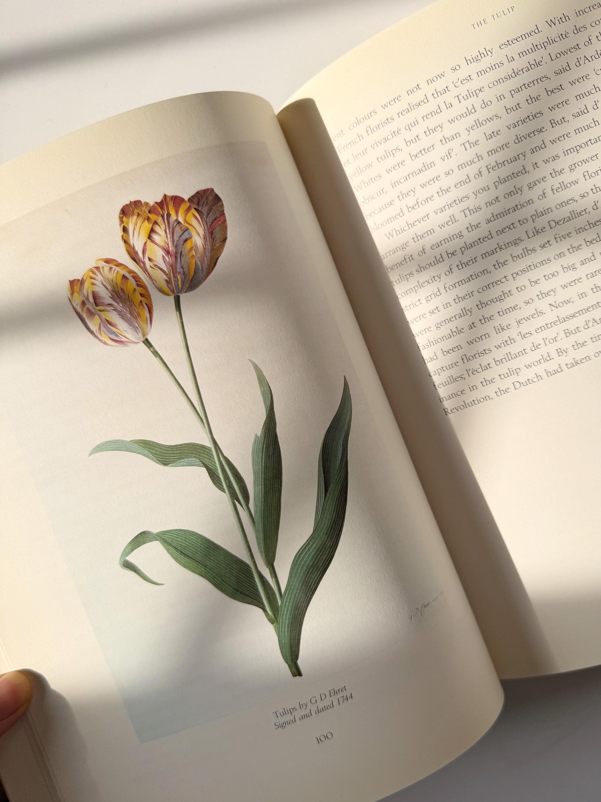 1999 Vintage The Tulip by Anna Pavord | Illustrated Botanical Coffee Table Book | Dutch Tulip Mania | Garden History Book