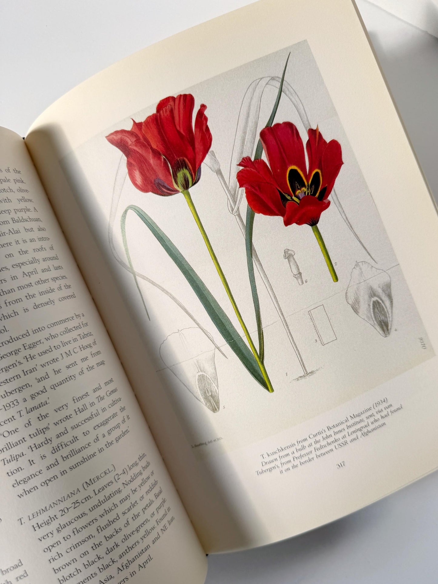 1999 Vintage The Tulip by Anna Pavord | Illustrated Botanical Coffee Table Book | Dutch Tulip Mania | Garden History Book